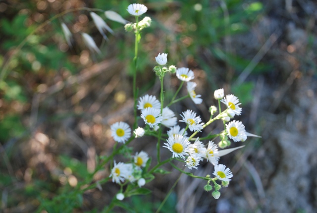 Erigeron annus